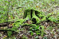 Vermooster Stumpf eines Baumstammes im Thüringer Wald