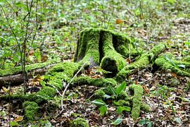 Vermoosed stump of a tree trunk in the Thuringian Forest by Claudia Schwabe