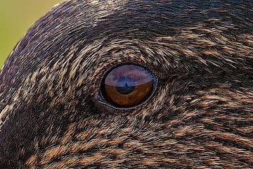 eye to eye by Detlef Schöler