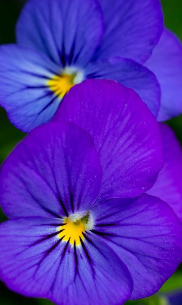 Blau von peterheinspictures