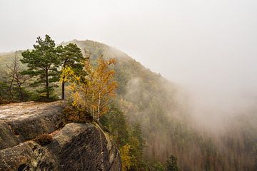 Uitzicht op rotsen en herfstbomen in Saksisch Zwitserland van Rico Ködder