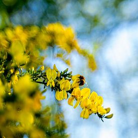 Een bij in gele bloemen op zoek naar nectar in close up van Dieuwertje Van der Stoep