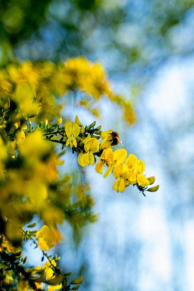 Een bij in gele bloemen op zoek naar nectar in close up van Dieuwertje Van der Stoep