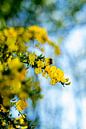 Een bij in gele bloemen op zoek naar nectar in close up van Dieuwertje Van der Stoep thumbnail