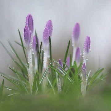 Crocuses in the rain by Petra Kilwinger