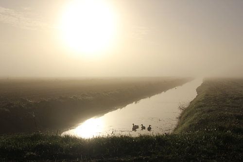 Texel Landschap 056