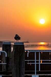 Repos au quai - Mouette au coucher du soleil