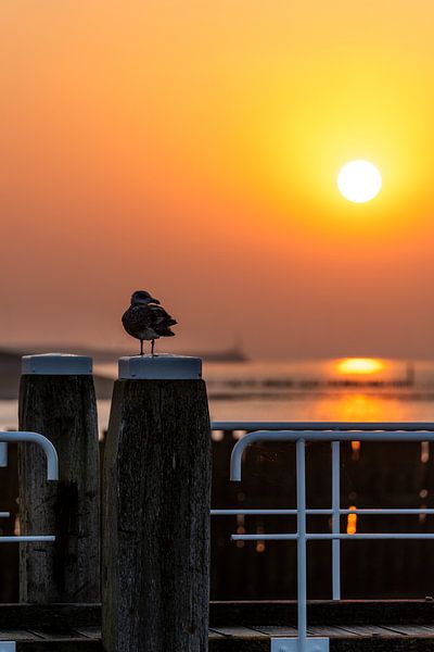 Rust aan de Kade Meeuw bij Zonsondergang van Femke Ketelaar