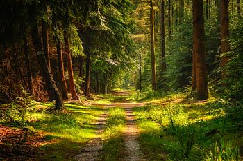 De zon komt door in het bos