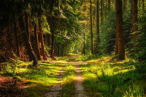 De zon komt door in het bos