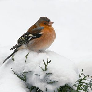 Bouvreuil dans la neige.