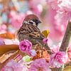 Ring sparrow among the ornamental trees by Jan Jongejan