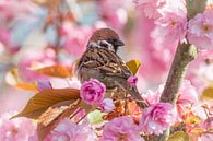 Ring sparrow among the ornamental trees by Jan Jongejan thumbnail