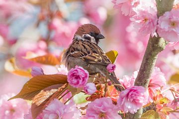 Ring sparrow among the ornamental trees
