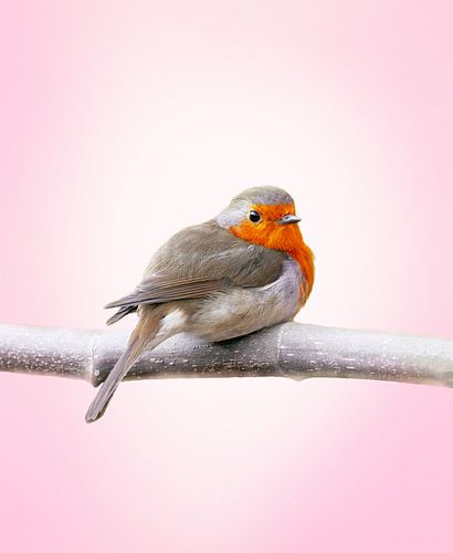 Roodborst op tak in lieflijke sfeer van Edwin Alexander