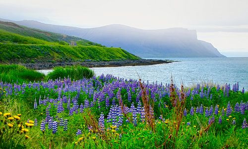 Zicht op de baai met lupine op de voorgrond, IJsland