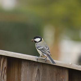 Vogel von Koen Smeets Fotografie