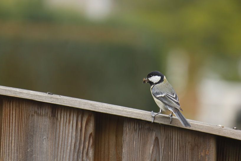 bird by Koen Smeets Fotografie