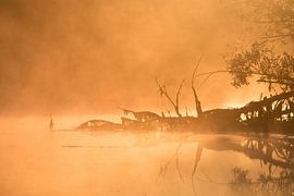 Mist en zon in de Brabantse Biesbosch