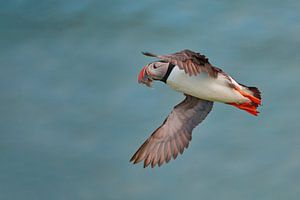 Puffin