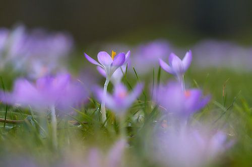 Krokus in het gras