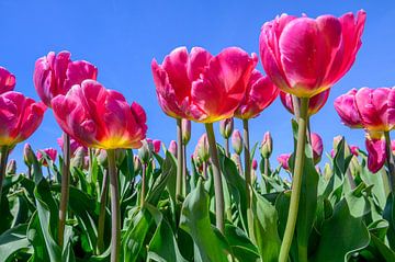 Roze rode tulpen in een bollenveld