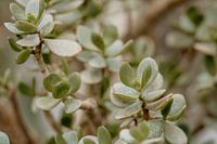 Planten