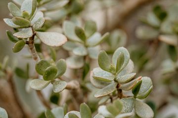 Plantes sur Myrthe Vlasveld