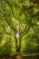 Fairy Tale Tree