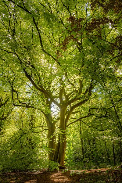 Sprookjesboom van STYJL Fotografie