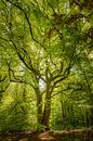 Sprookjesboom van STYJL Fotografie thumbnail