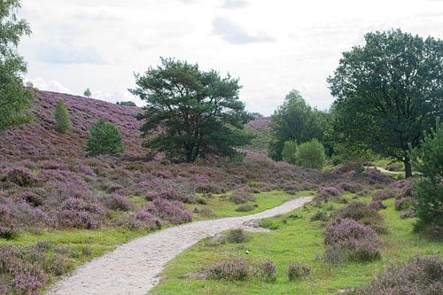Heath (Posbank)