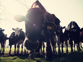 Koei/stier by Wendy Bremmert