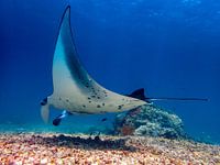 Manta