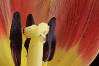 Stamper und Nachschlag