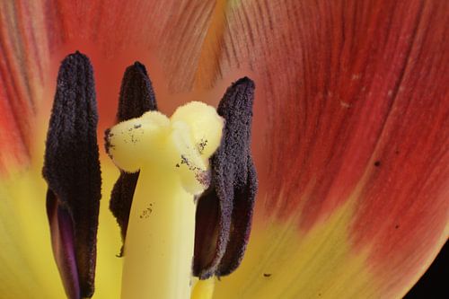 Stamper en secondanten