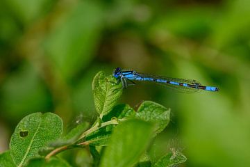 Wandecoratie met een Blauwe Azuurwaterjuffer Libel van Kristof Leffelaer