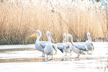 Pelicans on the ice