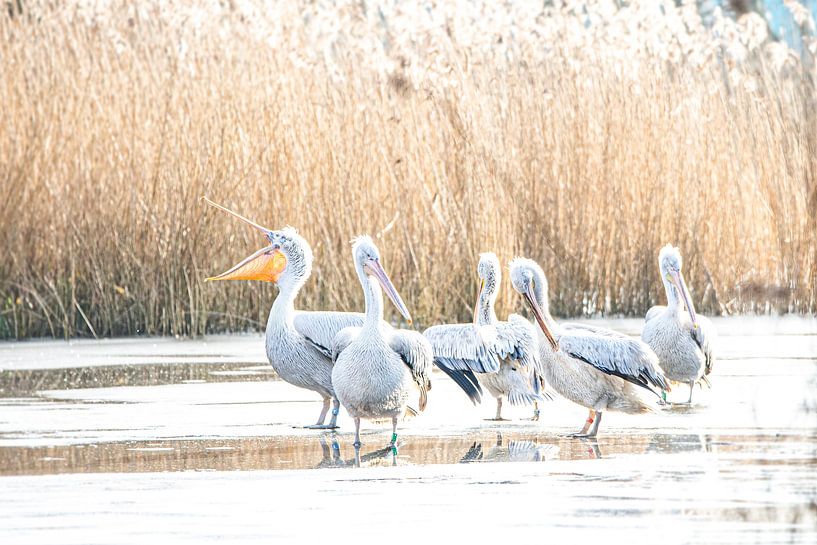 Pelikanen op het ijs van Scholtes Fotografie