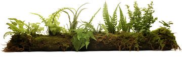 Collection of ferns and moss, isolated on a white background by Animaflora PicsStock