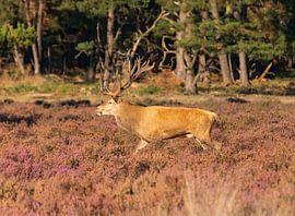 Red deer by Merijn Loch