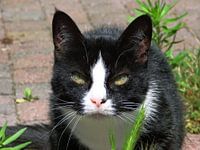 Poes