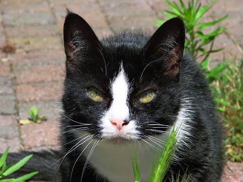 Poes