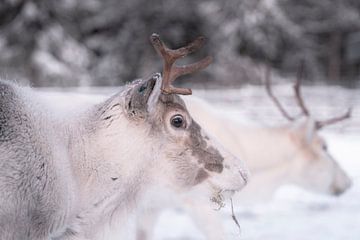 Rendieren in de sneeuw | reisfotografie print | Lapland Finland