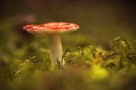 dromerige paddenstoel van Kristof Ven thumbnail