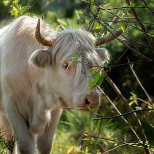 Portett Schottischer Highlander-Platz