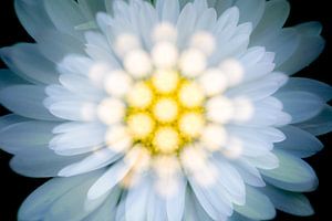 Vue de dessus d'une fleur de marguerite artistique sur Lisette Rijkers