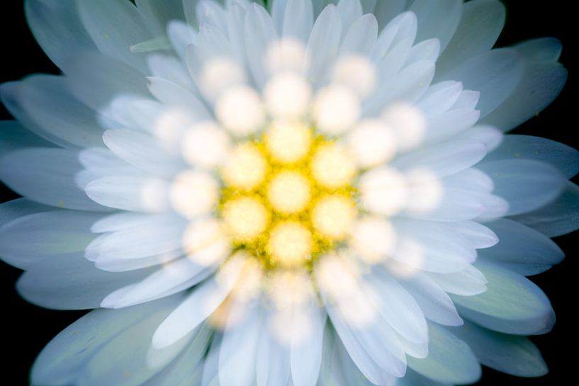 Vue de dessus d'une fleur de marguerite artistique par Lisette Rijkers