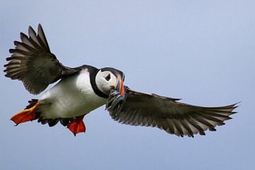 Puffin von Aland De Wit