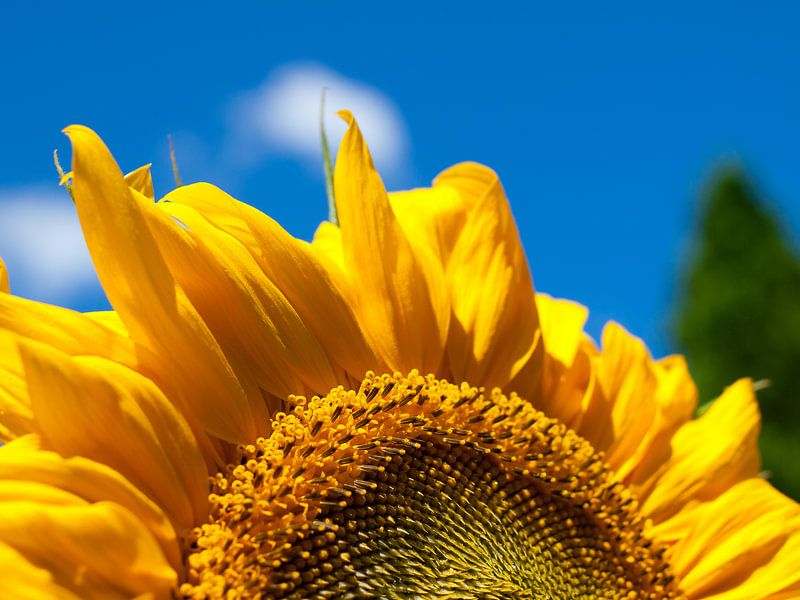 Zonnebloem van Dietjee FoTo